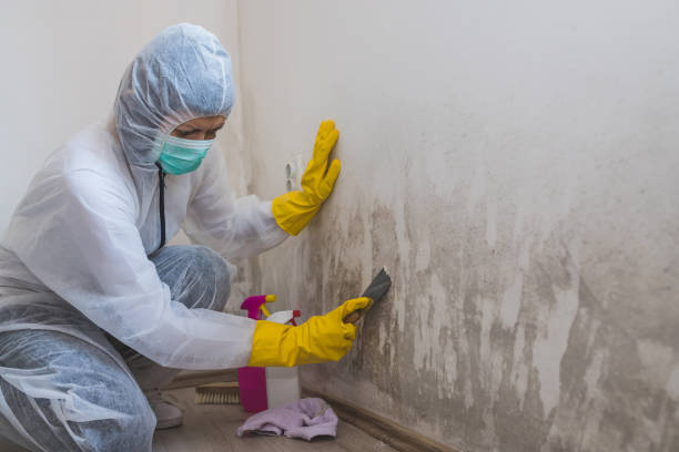 Best Best Mold Removal Companies  in Sonoma State University, CA