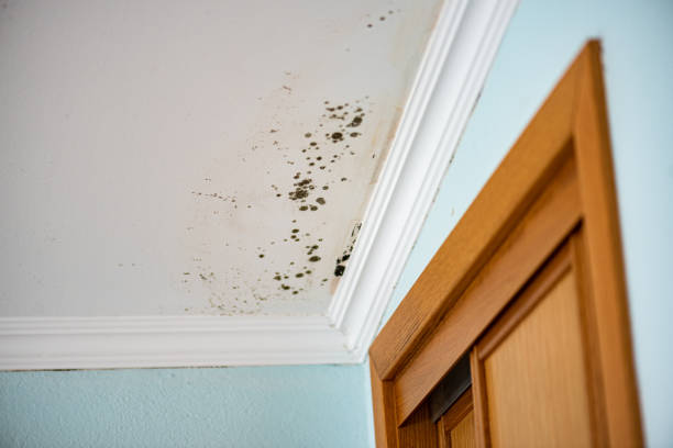 Best Same-Day Mold Removal  in Sonoma State University, CA