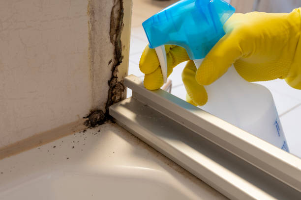 Best Toxic Mold Removal  in Sonoma State University, CA