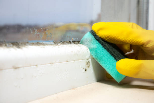 Home Mold Removal in Sonoma State University, CA