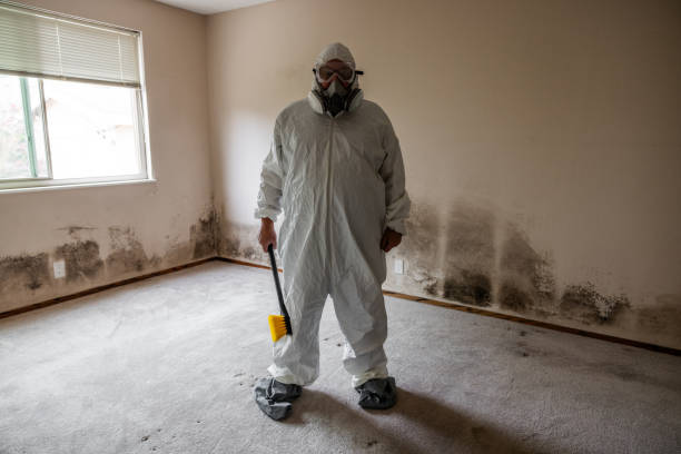 Best Mold Damage Repair  in Sonoma State University, CA