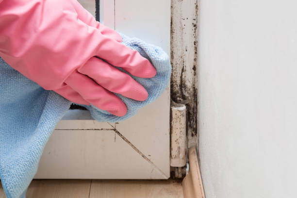 Best Certified Mold Removal  in Sonoma State University, CA
